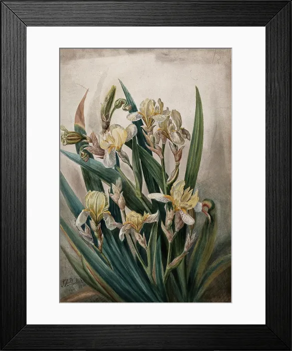Framed Print : Cream iris flowers, 1901. Creator: JA Sherlock Framed Print : Cream iris flowers, 1901. Creator: JA Sherlock