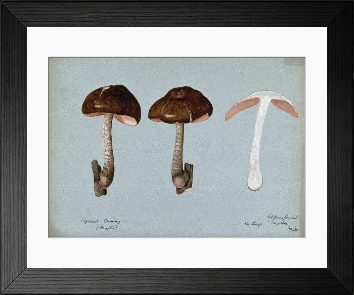 Framed Print : Fawn pluteus fungus (Pluteus cervinus): three fruiting bodies, one sectioned, 1904. Creator: Cecil Henry Spencer Perceval Framed Print : Fawn pluteus fungus (Pluteus cervinus): three fruiting bodies, one sectioned, 1904. Creator: Cecil Henry Spencer Perceval