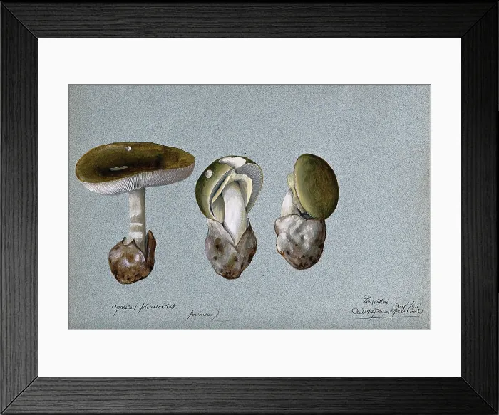 Framed Print : Death cap fungus (Amanita phalloides): three fruiting bodies, 1896. Creator: Cecil Henry Spencer Perceval Framed Print : Death cap fungus (Amanita phalloides): three fruiting bodies, 1896. Creator: Cecil Henry Spencer Perceval