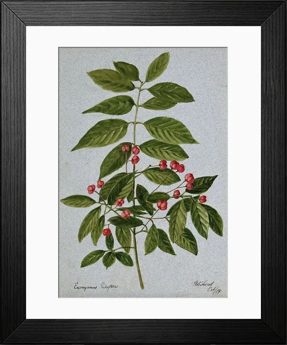 Framed Print : Spindle-tree (Euonymus europea): fruiting stem, 1904. Creator: Unknown Framed Print : Spindle-tree (Euonymus europea): fruiting stem, 1904. Creator: Unknown