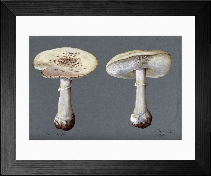 Framed Print : The false death cap fungus (Amanita citrina): two fruiting bodies, 1887. Creator: R Baker Framed Print : The false death cap fungus (Amanita citrina): two fruiting bodies, 1887. Creator: R Baker