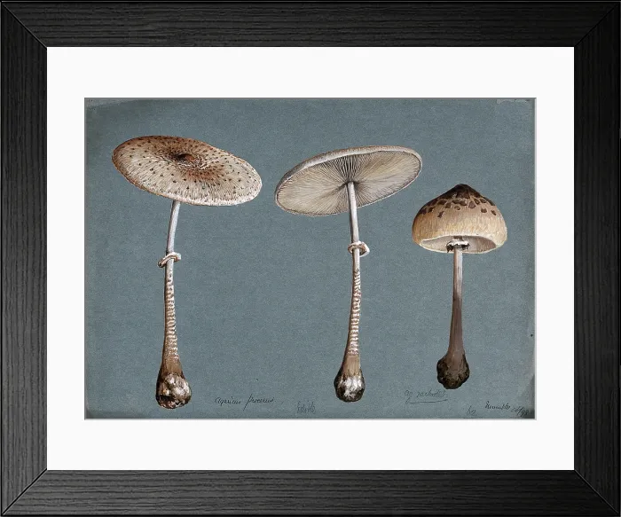 Framed Print : Two parasol mushrooms (Lepiota procera) and a shaggy parasol mushroom (Lepiota rhacodes), 1898. Creator: Unknown Framed Print : Two parasol mushrooms (Lepiota procera) and a shaggy parasol mushroom (Lepiota rhacodes), 1898. Creator: Unknown