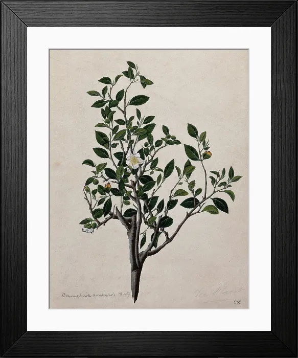 Framed Print : Tea plant (Camellia sinensis): flowering stem. Creator: Unknown