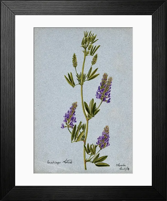 Framed Print : Lucerne or alfalfa plant (Medicago sativa): flowering stem, 1904. Creator: Unknown Framed Print : Lucerne or alfalfa plant (Medicago sativa): flowering stem, 1904. Creator: Unknown