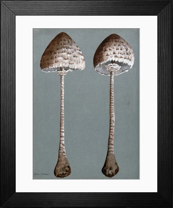 Framed Print : Parasol mushrooms (Lepiota procera): two fruiting bodies, c1890s. Creator: Unknown Framed Print : Parasol mushrooms (Lepiota procera): two fruiting bodies, c1890s. Creator: Unknown