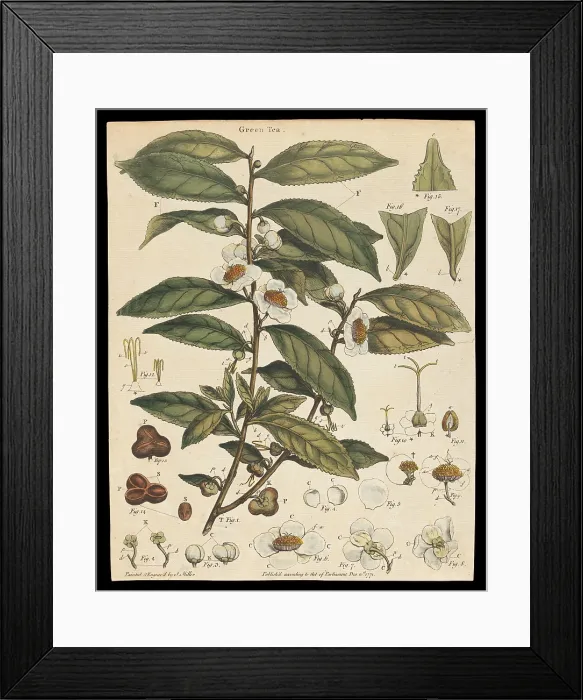 Framed Print : Tea plant (Camellia sinensis): flowering stem. Creator: Unknown Framed Print : Tea plant (Camellia sinensis): flowering stem. Creator: Unknown