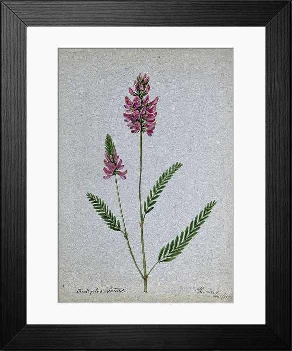 Framed Print : A plant (Onobrychis sativa) related to holy clover): flowering stem, 1902. Creator: Unknown Framed Print : A plant (Onobrychis sativa) related to holy clover): flowering stem, 1902. Creator: Unknown