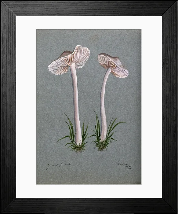 Framed Print : A fungus (Mycena pura): two fruiting bodies, 1885. Creator: Unknown Framed Print : A fungus (Mycena pura): two fruiting bodies, 1885. Creator: Unknown