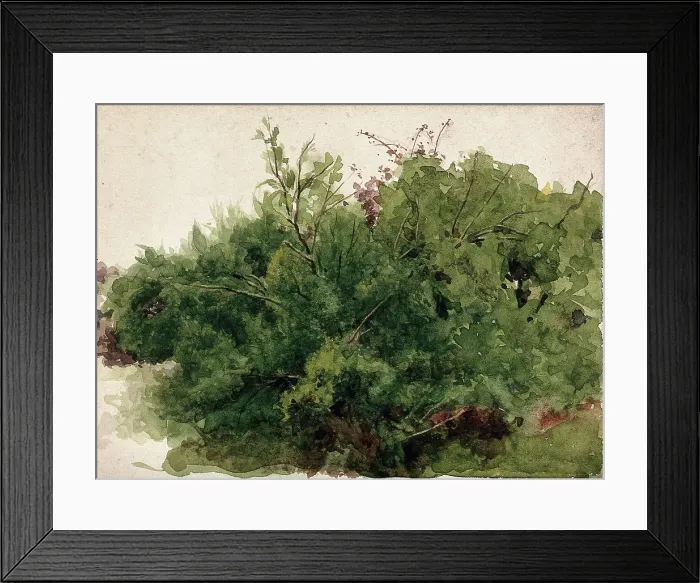 Framed Print : A stand of bushes, c1900s. Creator: Unknown Framed Print : A stand of bushes, c1900s. Creator: Unknown