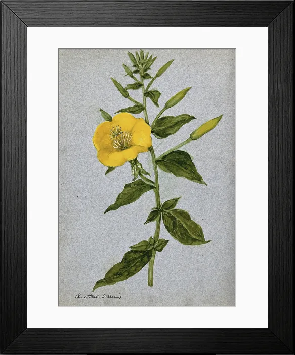 Framed Print : Evening primrose (Oenothera biennis): flowering stem. Creator: Unknown Framed Print : Evening primrose (Oenothera biennis): flowering stem. Creator: Unknown