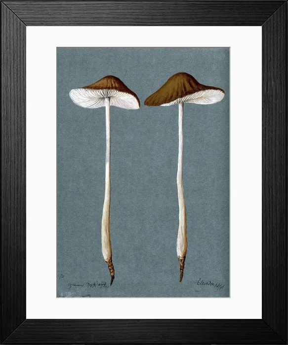 Framed Print : A fungus (Agaricus radicatus?): two fruiting bodies, 1896. Creator: Unknown Framed Print : A fungus (Agaricus radicatus?): two fruiting bodies, 1896. Creator: Unknown