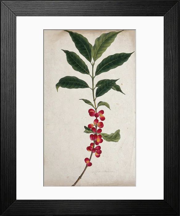 Framed Print : Coffee plant (Coffea arabica): fruiting stem, c1823. Creator: Unknown Framed Print : Coffee plant (Coffea arabica): fruiting stem, c1823. Creator: Unknown