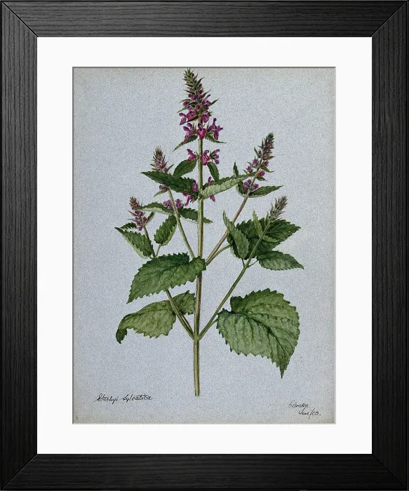 Framed Print : Betony (Stachys officinalis): flowering stem, 1903. Creator: Unknown Framed Print : Betony (Stachys officinalis): flowering stem, 1903. Creator: Unknown