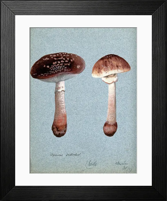 Framed Print : The blusher fungus (Amanita rubescens): two fruiting bodies, 1897. Creator: Unknown Framed Print : The blusher fungus (Amanita rubescens): two fruiting bodies, 1897. Creator: Unknown