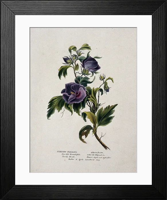 Framed Print : Rose-of-Sharon (Hibiscus syriacus): flowering stem, (c1850?). Creator: Unknown Framed Print : Rose-of-Sharon (Hibiscus syriacus): flowering stem, (c1850?). Creator: Unknown