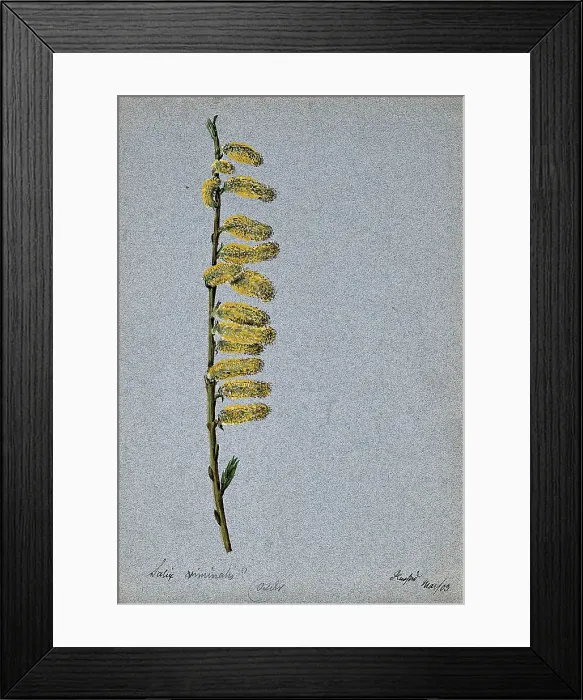 Framed Print : Basket willow (Salix viminalis): flowering stem, 1903. Creator: Unknown Framed Print : Basket willow (Salix viminalis): flowering stem, 1903. Creator: Unknown