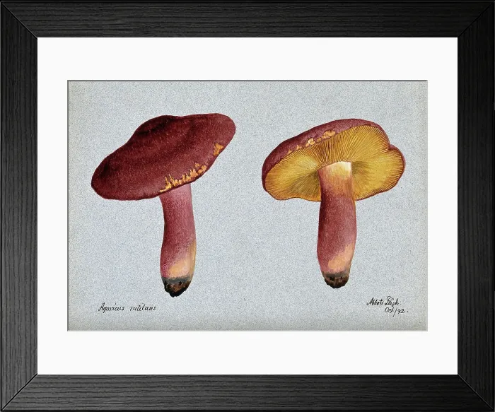 Framed Print : Plums and custard fungus (Tricholomopsis rutilans): two fruiting bodies, 1892. Creator: Unknown Framed Print : Plums and custard fungus (Tricholomopsis rutilans): two fruiting bodies, 1892. Creator: Unknown