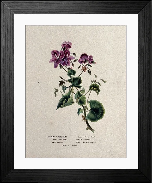 Framed Print : A geranium (Geranium purpureum): flowering stem, c1850. Creator: Unknown Framed Print : A geranium (Geranium purpureum): flowering stem, c1850. Creator: Unknown