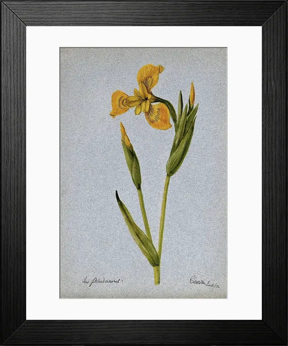 Framed Print : Yellow flag (Iris pseudacorus): flowering stem, 1904. Creator: Unknown Framed Print : Yellow flag (Iris pseudacorus): flowering stem, 1904. Creator: Unknown
