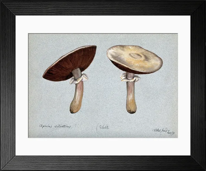 Framed Print : Brown wood mushrooms (Agaricus silvaticus): two fruiting bodies, 1891. Creator: Unknown