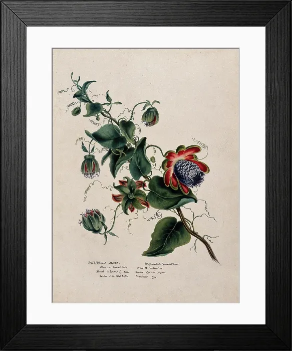 Framed Print : Passion flower (Passiflora alata): flowering stem, (c1850?). Creator: Unknown