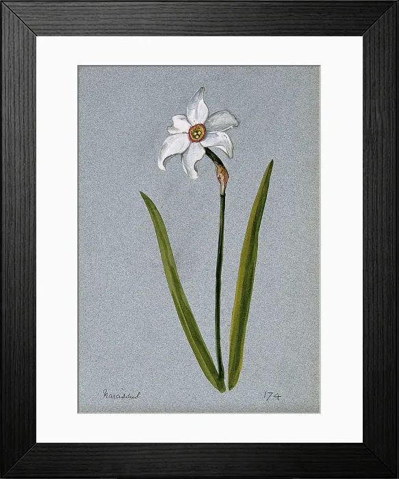 Framed Print : Daffodil (Narcissus species): flowering stem. Creator: Unknown Framed Print : Daffodil (Narcissus species): flowering stem. Creator: Unknown