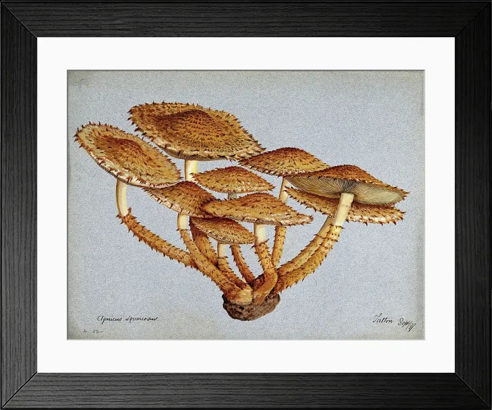 Framed Print : A fungus (Pholiota squarrosa), 1897. Creator: Unknown Framed Print : A fungus (Pholiota squarrosa), 1897. Creator: Unknown