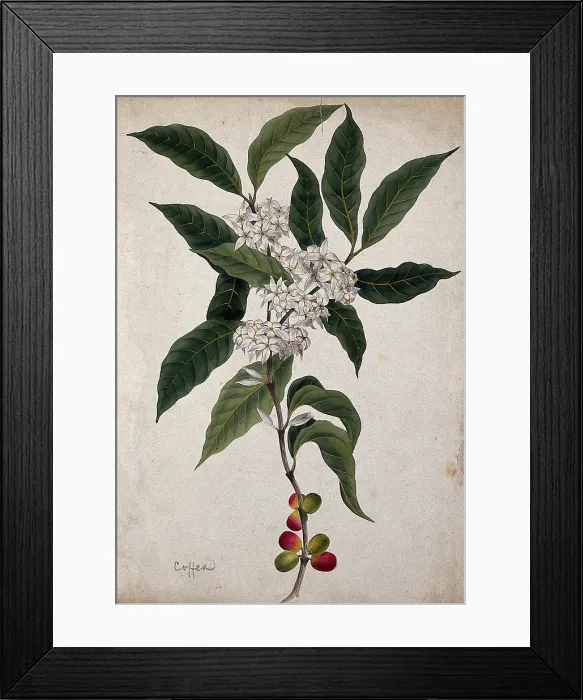 Framed Print : Coffee plant (Coffea arabica): flowering and fruiting stem. Creator: Unknown Framed Print : Coffee plant (Coffea arabica): flowering and fruiting stem. Creator: Unknown