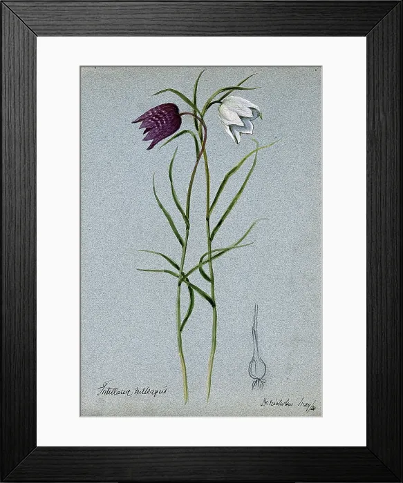 Framed Print : Snake's head or guinea flower (Fritillaria meleagris): flowering stems and bulb, 1904. Creator: Unknown. Snake's head or guinea flower (Fritillaria meleagris): flowering stems and bulb, 1904. Creator: Unknown Framed Print : Snake's head or guinea flower (Fritillaria meleagris): flowering stems and bulb, 1904. Creator: Unknown. Snake's head or guinea flower (Fritillaria meleagris): flowering stems and bulb, 1904. Creator: Unknown