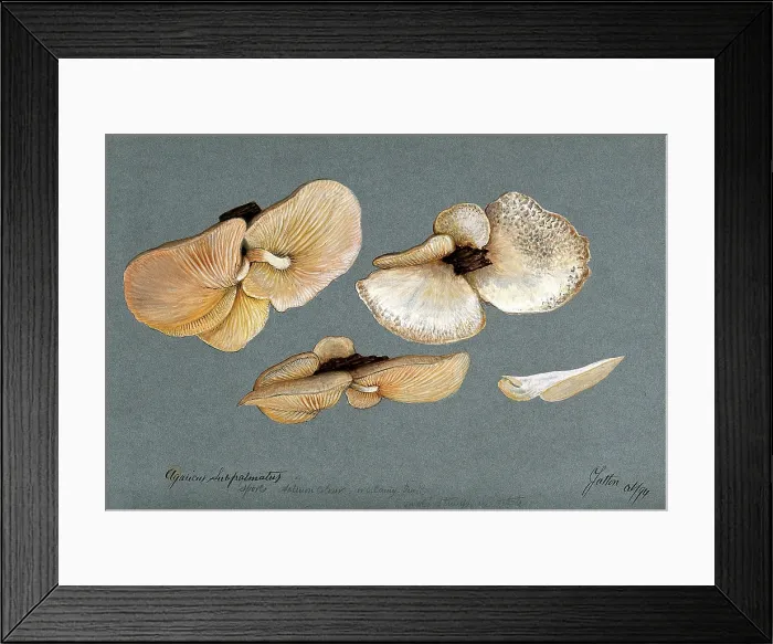 Framed Print : A fungus (Agaricus subpalmatus?): groups of fruiting bodies on wood, 1894. Creator: Unknown Framed Print : A fungus (Agaricus subpalmatus?): groups of fruiting bodies on wood, 1894. Creator: Unknown