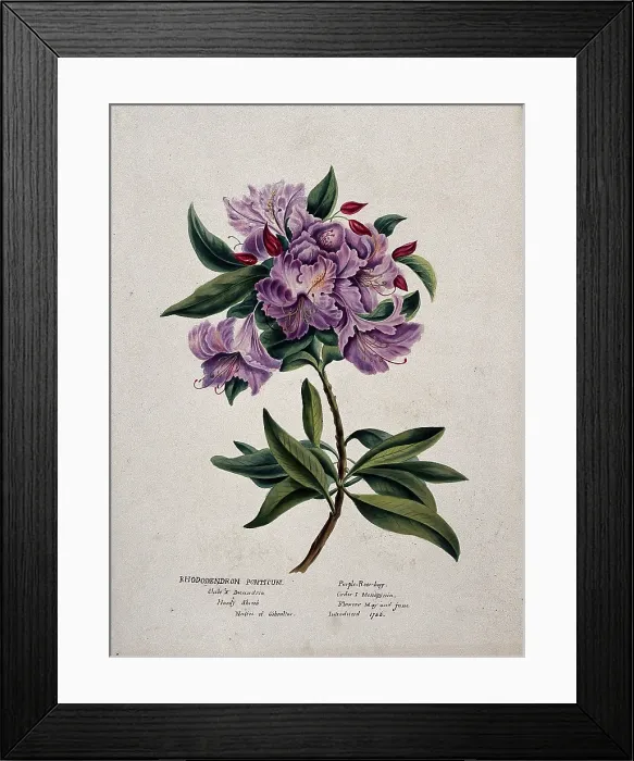 Framed Print : Rhododendron (Rhododendron ponticum): flowering stem, (c1850?). Creator: Unknown Framed Print : Rhododendron (Rhododendron ponticum): flowering stem, (c1850?). Creator: Unknown