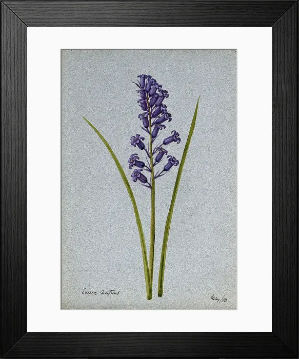 Framed Print : Bluebell (Hyacinthoides non-scripta): flowering stem, 1903. Creator: Unknown Framed Print : Bluebell (Hyacinthoides non-scripta): flowering stem, 1903. Creator: Unknown