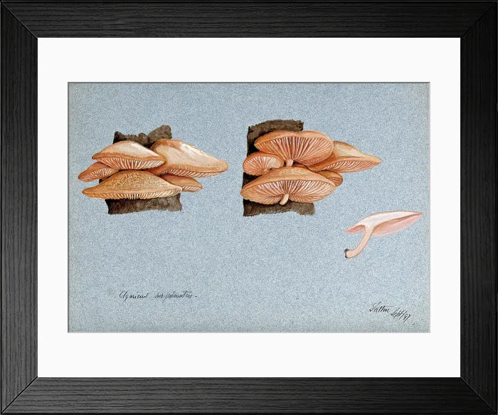 Framed Print : A fungus (Agaricus subpalmatus?): groups of fruiting bodies on wood, 1897. Creator: Unknown Framed Print : A fungus (Agaricus subpalmatus?): groups of fruiting bodies on wood, 1897. Creator: Unknown