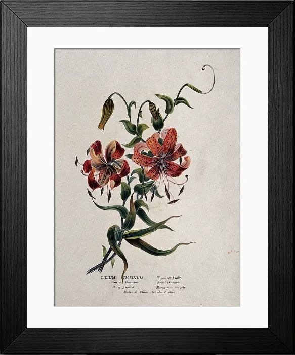 Framed Print : Tiger lily (Lilium lancifolium): flowering stem, (c1850?). Creator: Unknown Framed Print : Tiger lily (Lilium lancifolium): flowering stem, (c1850?). Creator: Unknown