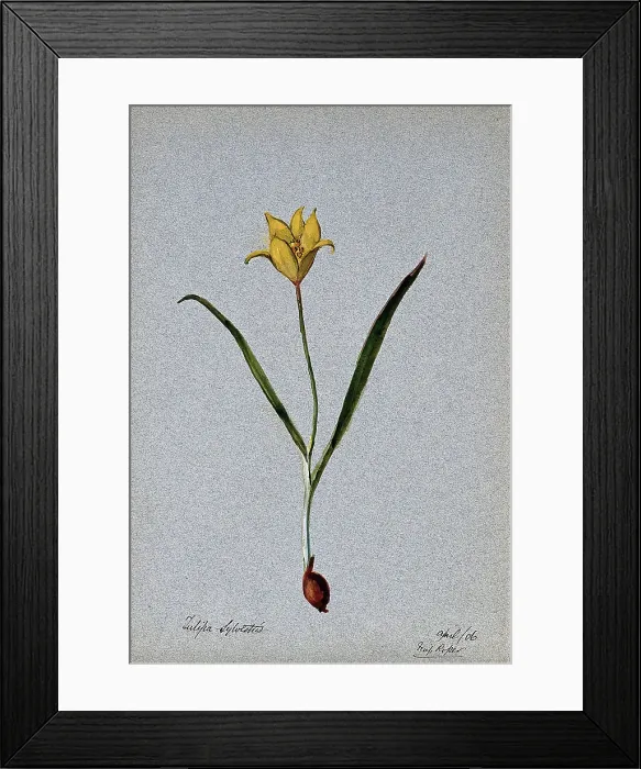 Framed Print : Wild tulip (Tulipa sylvestris): flowering plant, 1906. Creator: Unknown Framed Print : Wild tulip (Tulipa sylvestris): flowering plant, 1906. Creator: Unknown