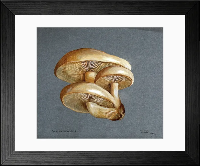 Framed Print : A fungus (Pleurotus ulmarius): a group of fruiting bodies, 1896. Creator: Unknown Framed Print : A fungus (Pleurotus ulmarius): a group of fruiting bodies, 1896. Creator: Unknown