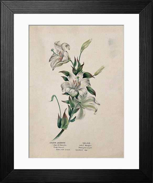 Framed Print : Madonna lily or bourbon lily (Lilium candidum): flowering stem, (c1850?). Creator: Unknown Framed Print : Madonna lily or bourbon lily (Lilium candidum): flowering stem, (c1850?). Creator: Unknown
