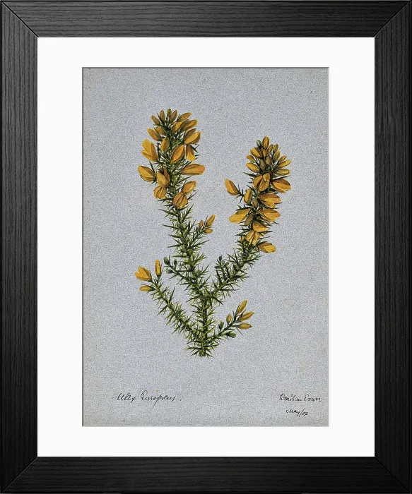 Framed Print : Gorse or whin (Ulex europaeus): flowering stem, 1902. Creator: Unknown Framed Print : Gorse or whin (Ulex europaeus): flowering stem, 1902. Creator: Unknown
