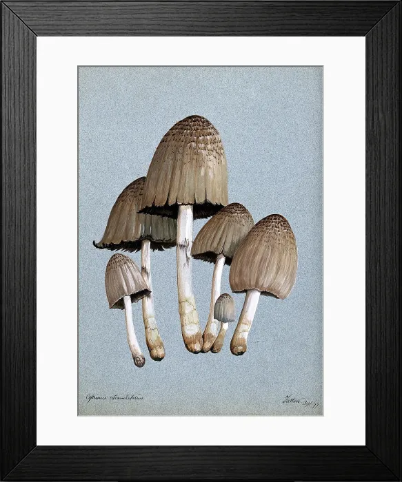 Framed Print : A fungus (Coprinus atramentarius): six fruiting bodies, 1897. Creator: Unknown Framed Print : A fungus (Coprinus atramentarius): six fruiting bodies, 1897. Creator: Unknown