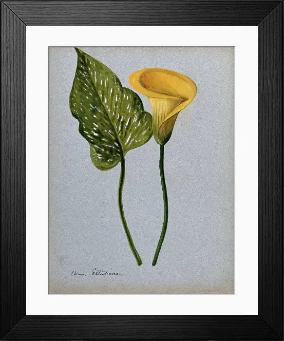 Framed Print : Yellow arum lily (Zantedeschia elliottiana): inflorescence and leaf Creator: Unknown Framed Print : Yellow arum lily (Zantedeschia elliottiana): inflorescence and leaf Creator: Unknown