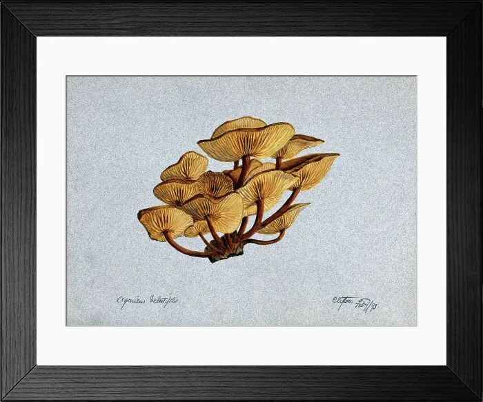 Framed Print : Velvet shank fungus (Flammulina velutipes) growing on wood, 1893. Creator: Unknown Framed Print : Velvet shank fungus (Flammulina velutipes) growing on wood, 1893. Creator: Unknown