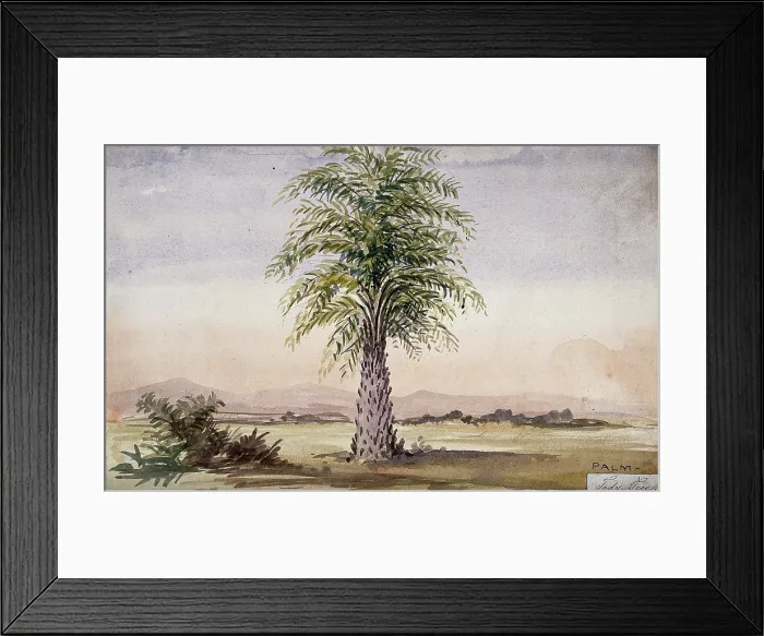 Framed Print : Palm tree (Cocos nucifera?) in arid landscape, 1862. Creator: Unknown Framed Print : Palm tree (Cocos nucifera?) in arid landscape, 1862. Creator: Unknown