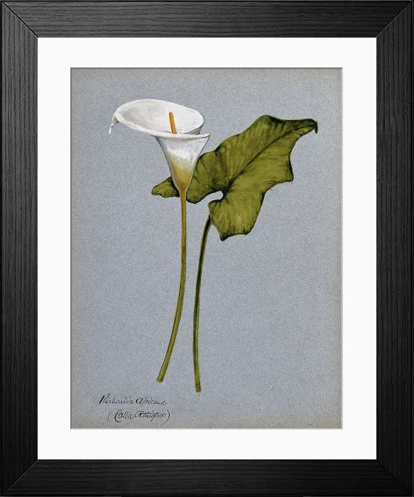 Framed Print : Arum lily (Zantedeschia aethiopica): inflorescence and leaf. Creator: Unknown Framed Print : Arum lily (Zantedeschia aethiopica): inflorescence and leaf. Creator: Unknown
