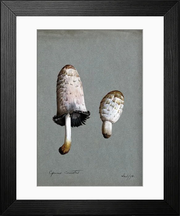 Framed Print : Shaggy ink cap or lawyer's wig fungus (Coprinus comatus): two fruiting bodies, 1894. Creator: Unknown. Shaggy ink cap or lawyer's wig fungus (Coprinus comatus): two fruiting bodies, 1894. Creator: Unknown Framed Print : Shaggy ink cap or lawyer's wig fungus (Coprinus comatus): two fruiting bodies, 1894. Creator: Unknown. Shaggy ink cap or lawyer's wig fungus (Coprinus comatus): two fruiting bodies, 1894. Creator: Unknown
