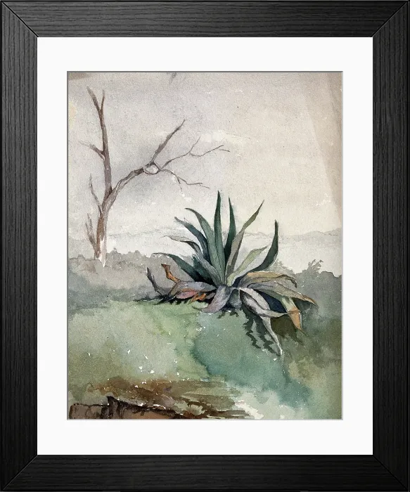Framed Print : An Agave plant, c19th century. Creator: Unknown Framed Print : An Agave plant, c19th century. Creator: Unknown