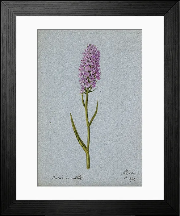 Framed Print : Early purple orchid (Orchis mascula): flowering stem, 1904. Creator: Unknown Framed Print : Early purple orchid (Orchis mascula): flowering stem, 1904. Creator: Unknown