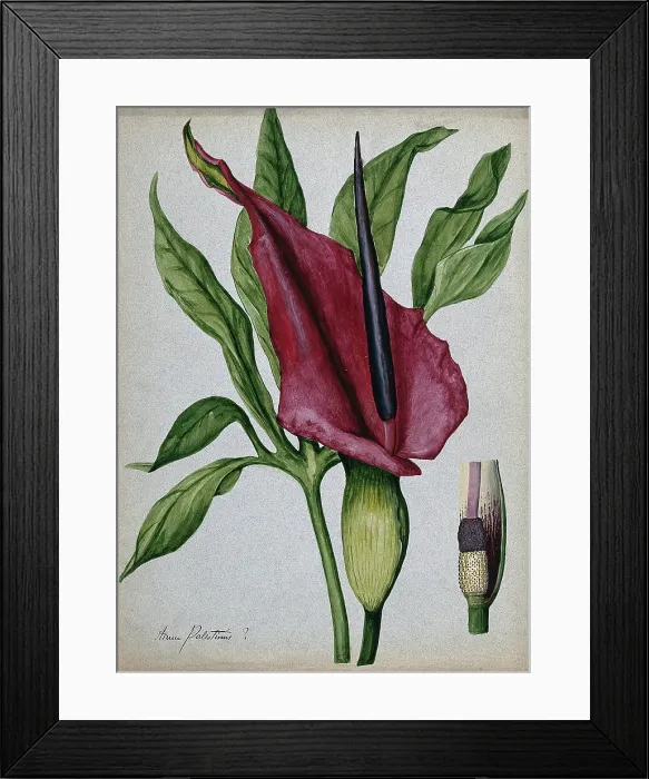 Framed Print : Arum plant (Arum palestinus?): inflorescence, spadix and leaf. Creator: Unknown Framed Print : Arum plant (Arum palestinus?): inflorescence, spadix and leaf. Creator: Unknown
