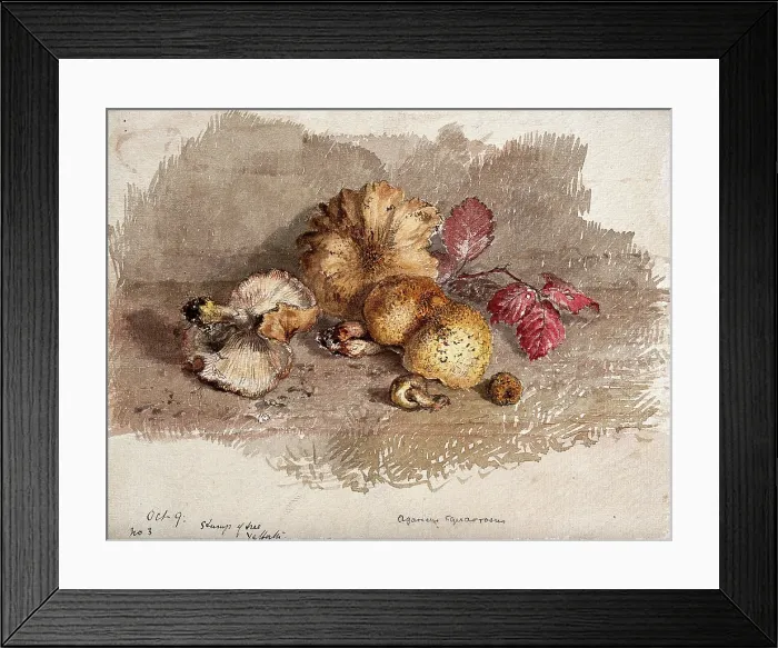 Framed Print : A group of fallen fungi (Pholiota squarrosa). Creator: Unknown Framed Print : A group of fallen fungi (Pholiota squarrosa). Creator: Unknown