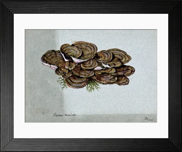 Framed Print : A bracket fungus (Coriolus versicolor): a large group of fruiting bodies, 1902. Creator: Unknown Framed Print : A bracket fungus (Coriolus versicolor): a large group of fruiting bodies, 1902. Creator: Unknown