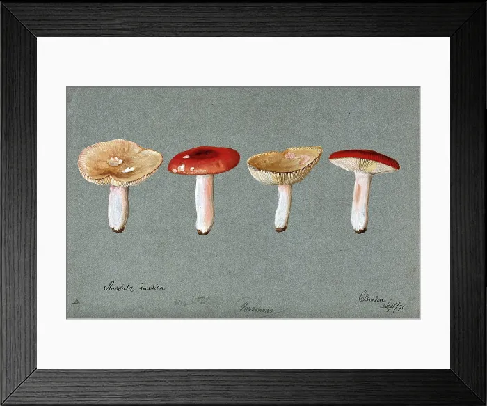 Framed Print : The sickener fungus (Russula emetica): four fruiting bodies, 1895. Creator: Unknown Framed Print : The sickener fungus (Russula emetica): four fruiting bodies, 1895. Creator: Unknown